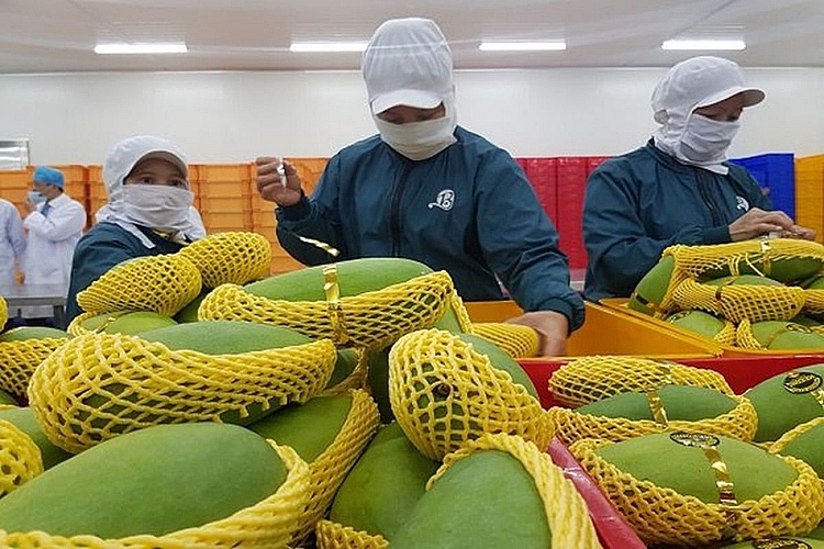 Tăng cường kiểm tra, hướng dẫn thực hiện tốt công tác phòng, chống dịch COVID-19 đối với hàng hóa xuất khẩu ngay tại vùng trồng